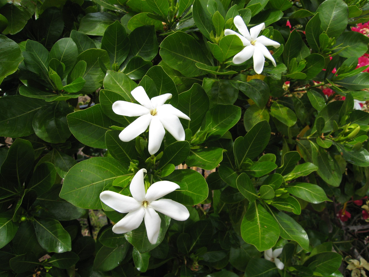 gardenia_taitensis.jpg gardenia_taitensis.jpg