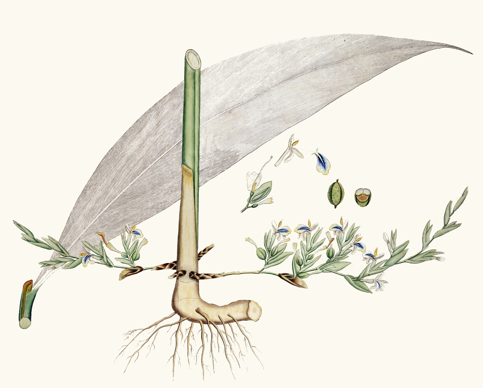 elettaria_cardamomum2.jpg elettaria_cardamomum2.jpg