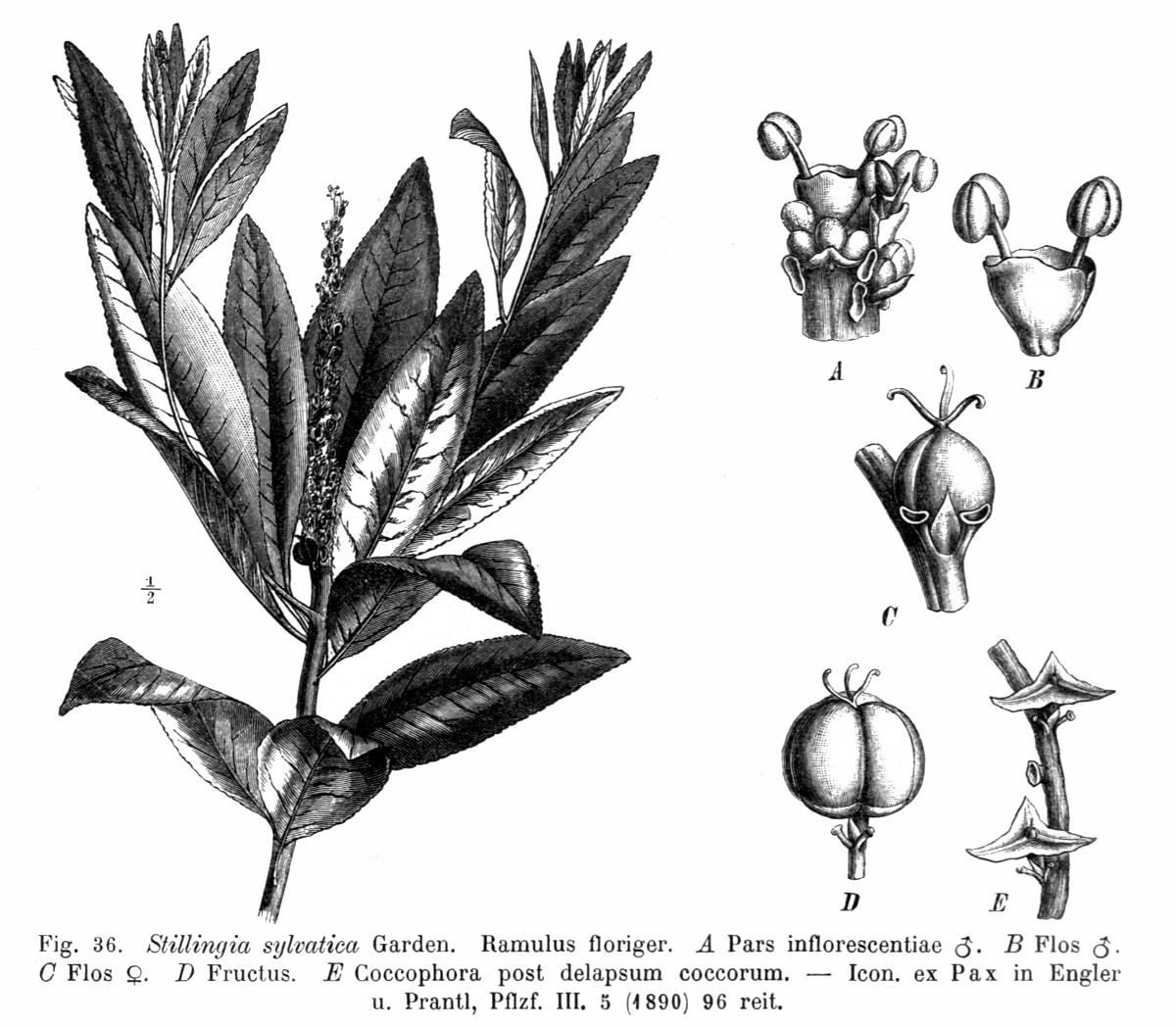 stillingia_sylvatica.jpg stillingia_sylvatica.jpg