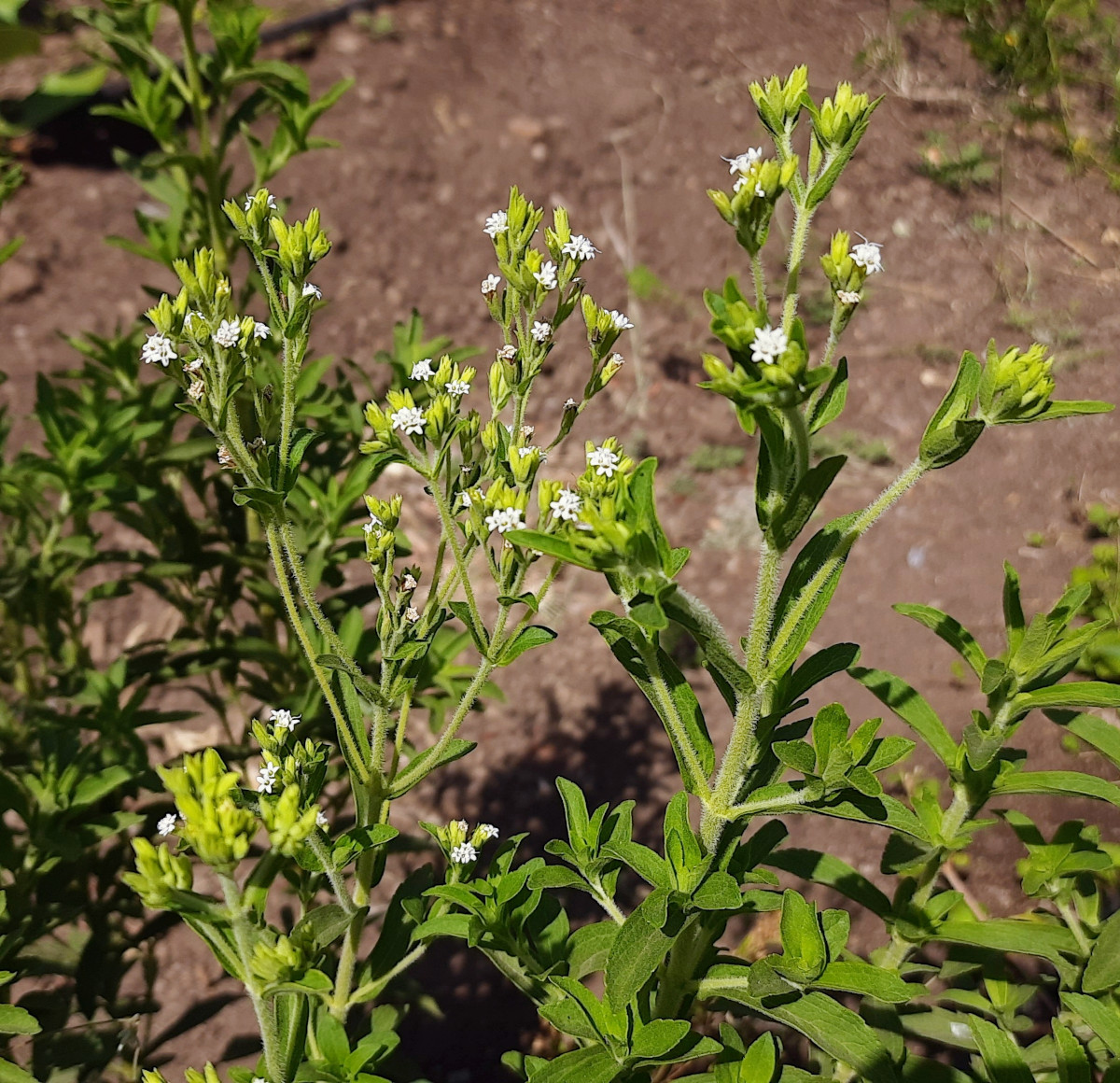 stevia_rebau.jpg stevia_rebau.jpg