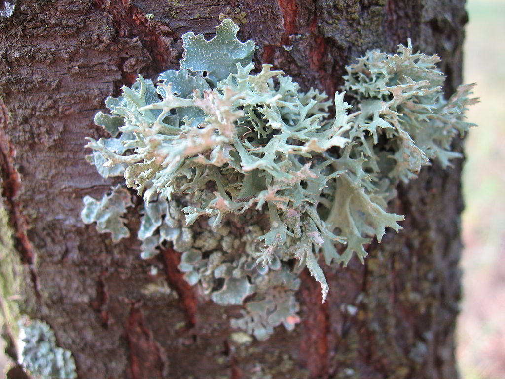 1024px-evernia_prunastri_on_prunus_cerasifera.jpg