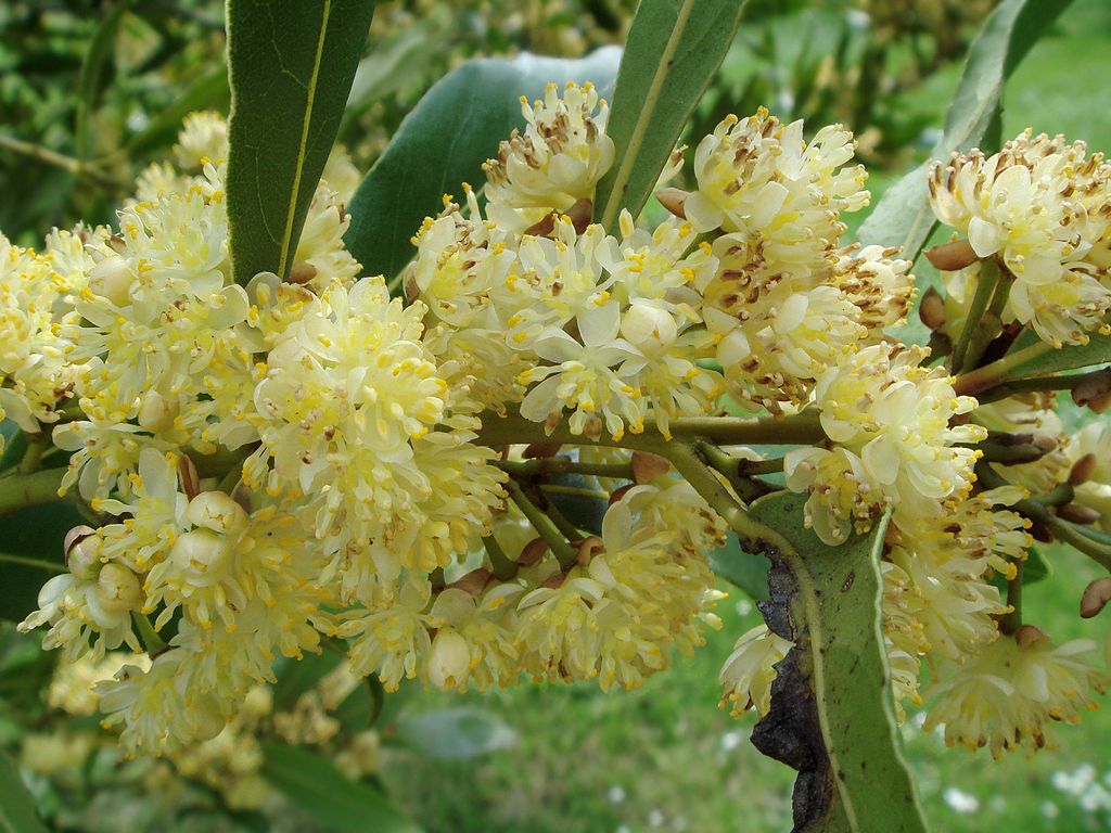 1024px-laurus_nobilis_flowering_branch_2.jpg