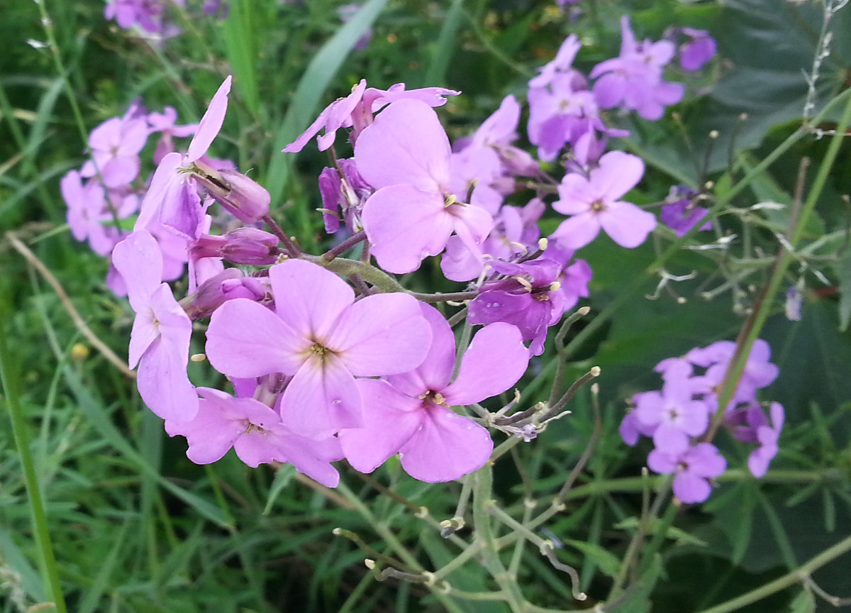 20140603_hesperis.jpg