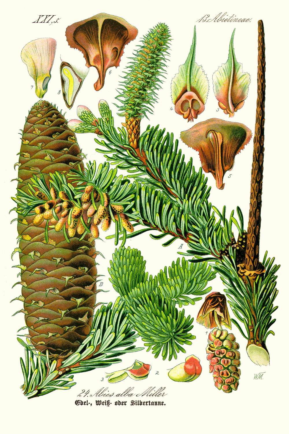 abies_alba.jpg