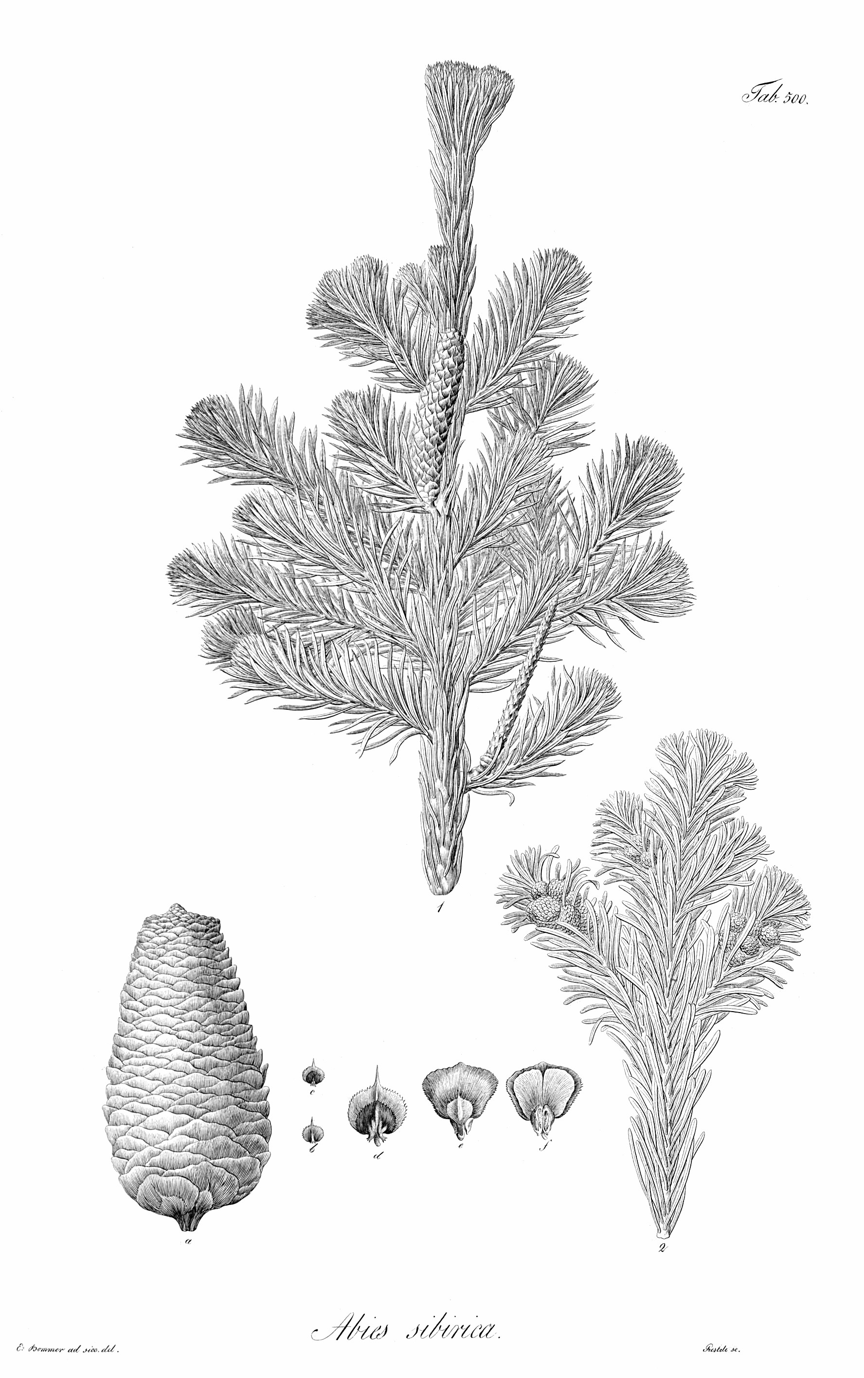 abies_sibirica.jpg