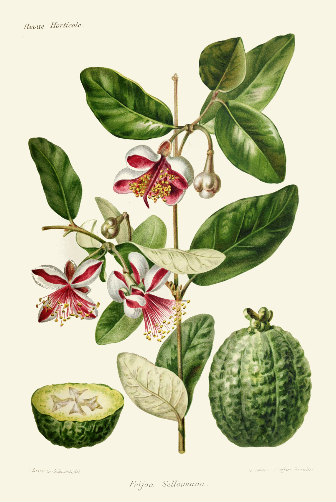 acca_sellowiana.jpg