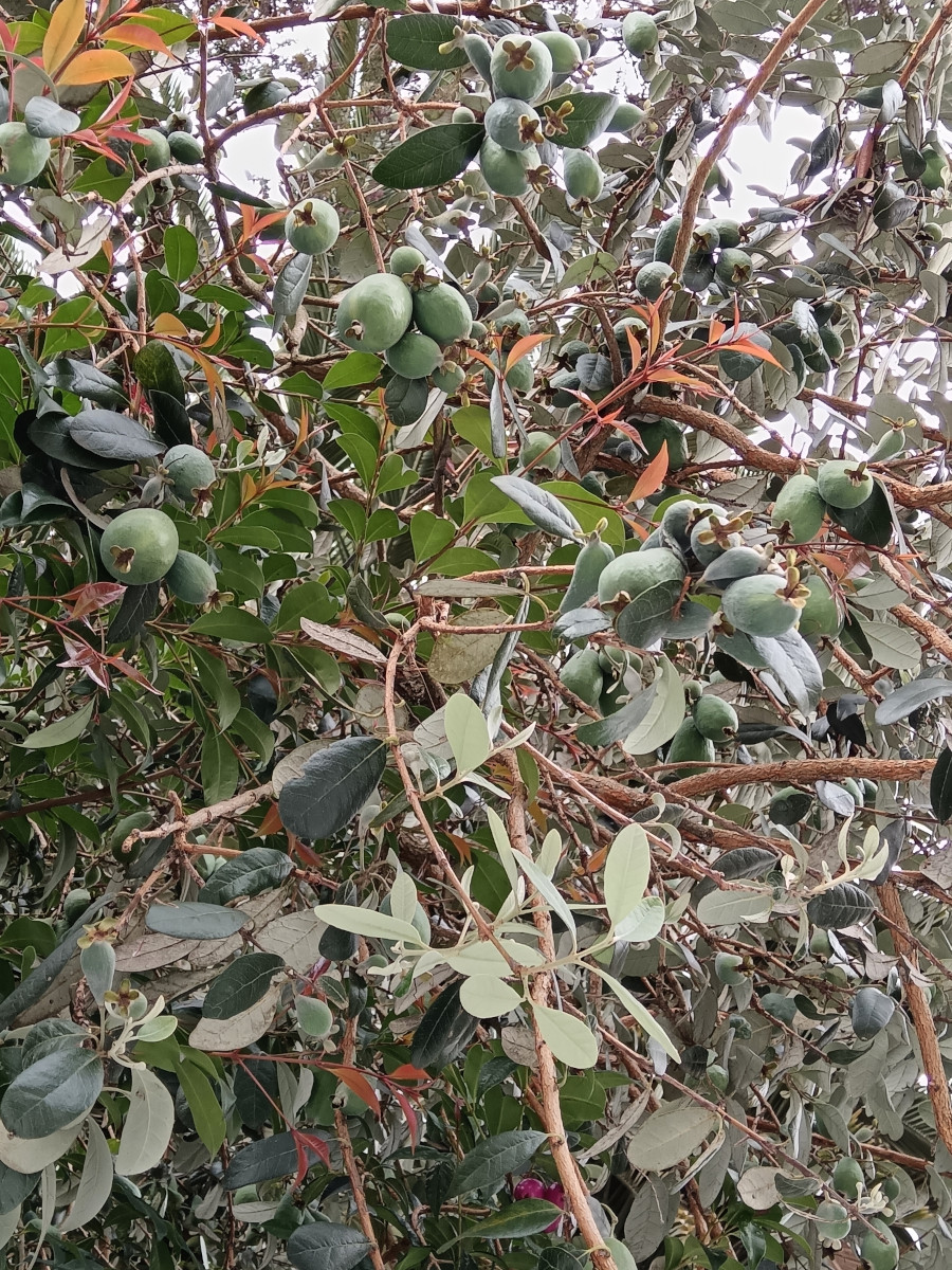 accasello_fruits.jpg