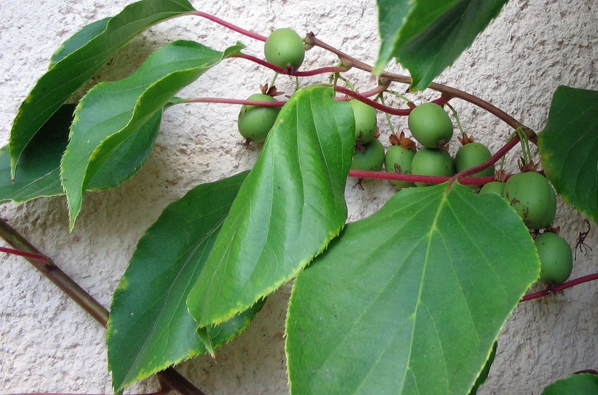 actinidia_arguta.jpg