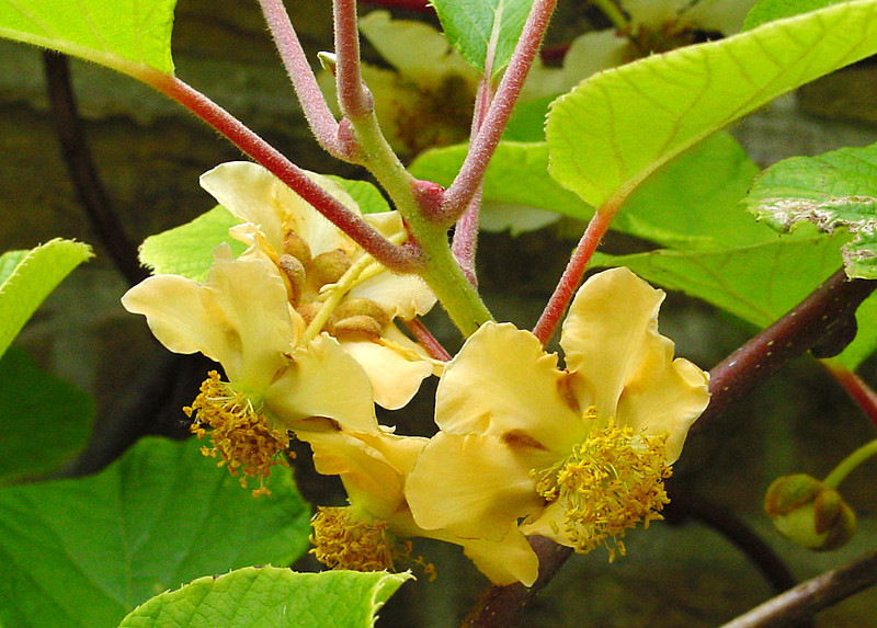 actinidia_chinensis_d.jpg