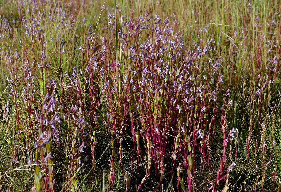 Aeollanthus suaveolens