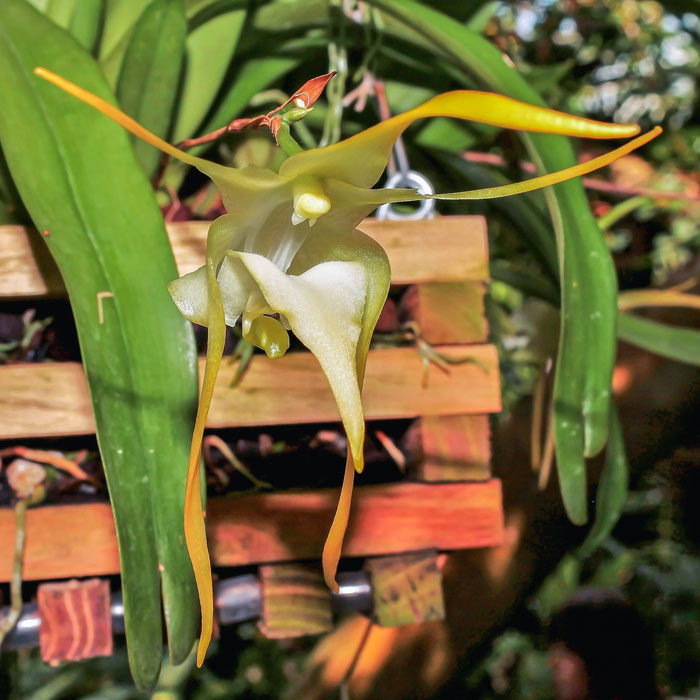 aeranthes_grandiflora_sneuwirth.jpg