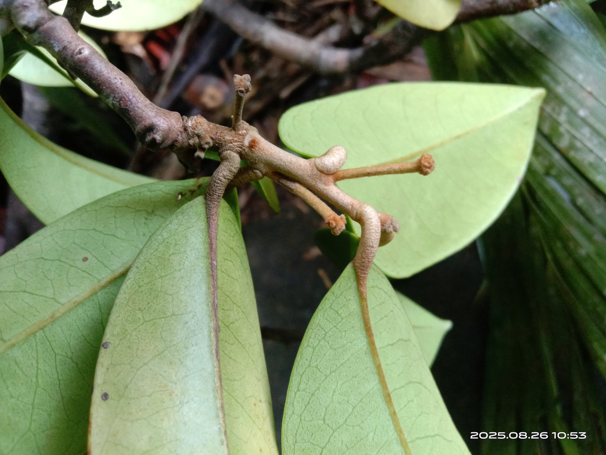 Aetoxylon sympetalum