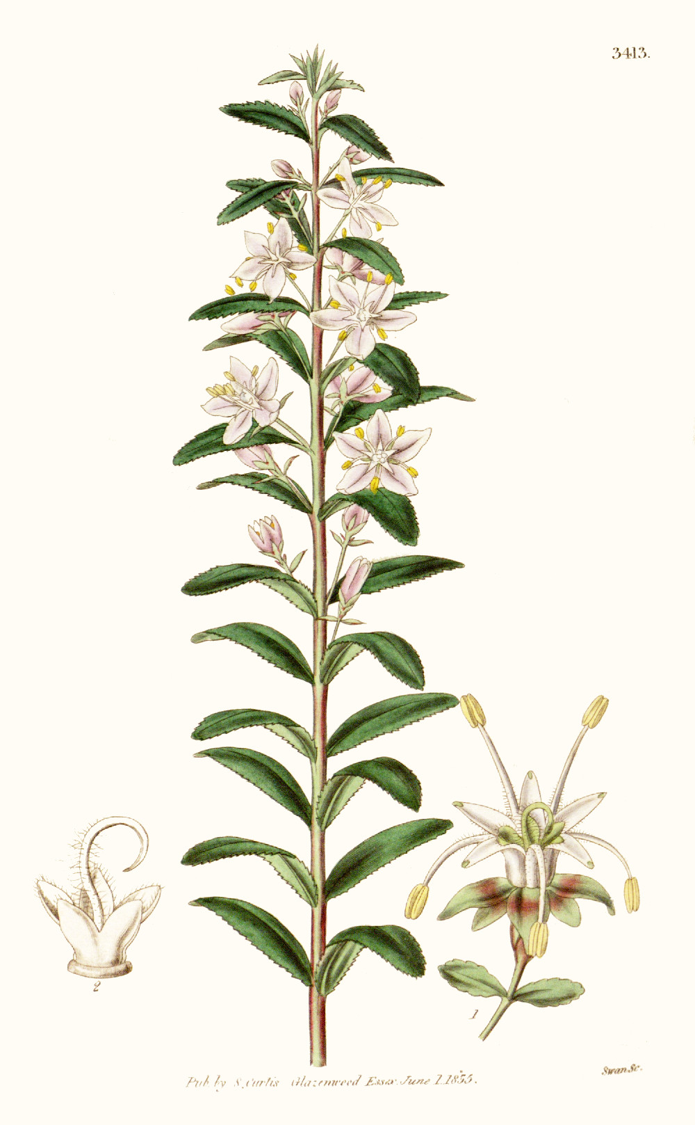 agathosma_crenulata.jpg