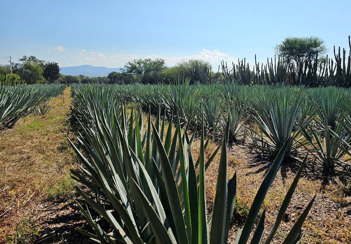 Agave tequilana