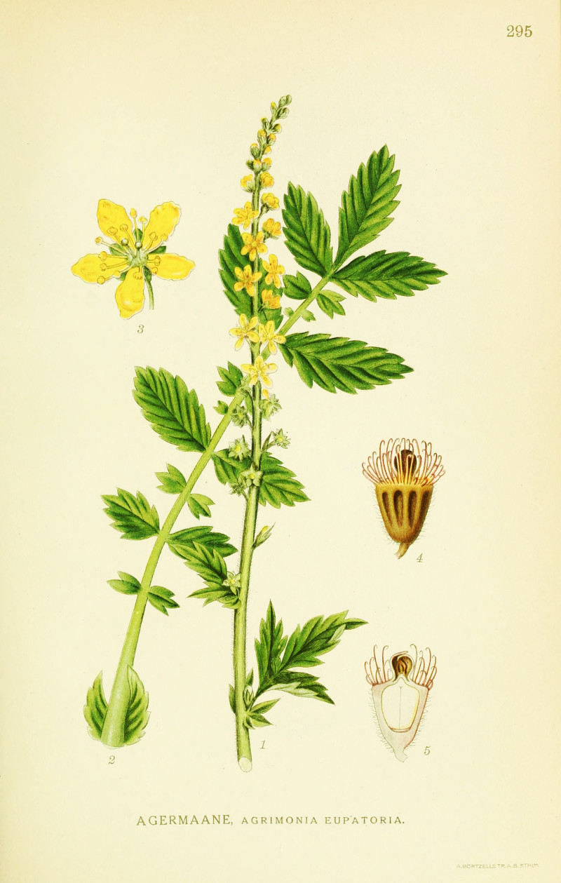 agrimonia_eupatoria.jpg