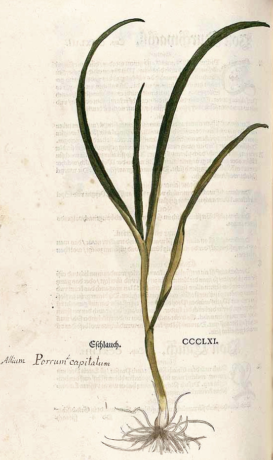 allium_porrum.jpg