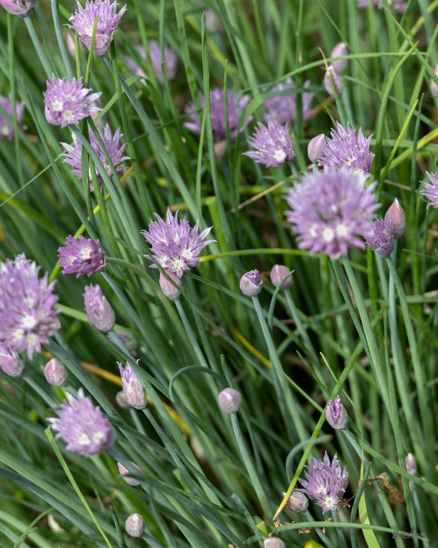 Allium schoenoprasum
