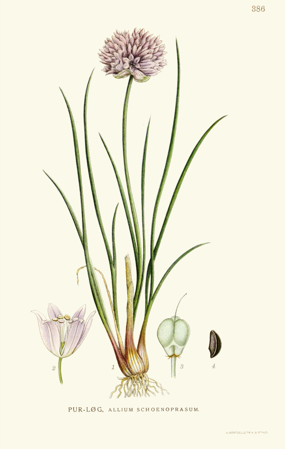 allium_schoenoprasum.jpg