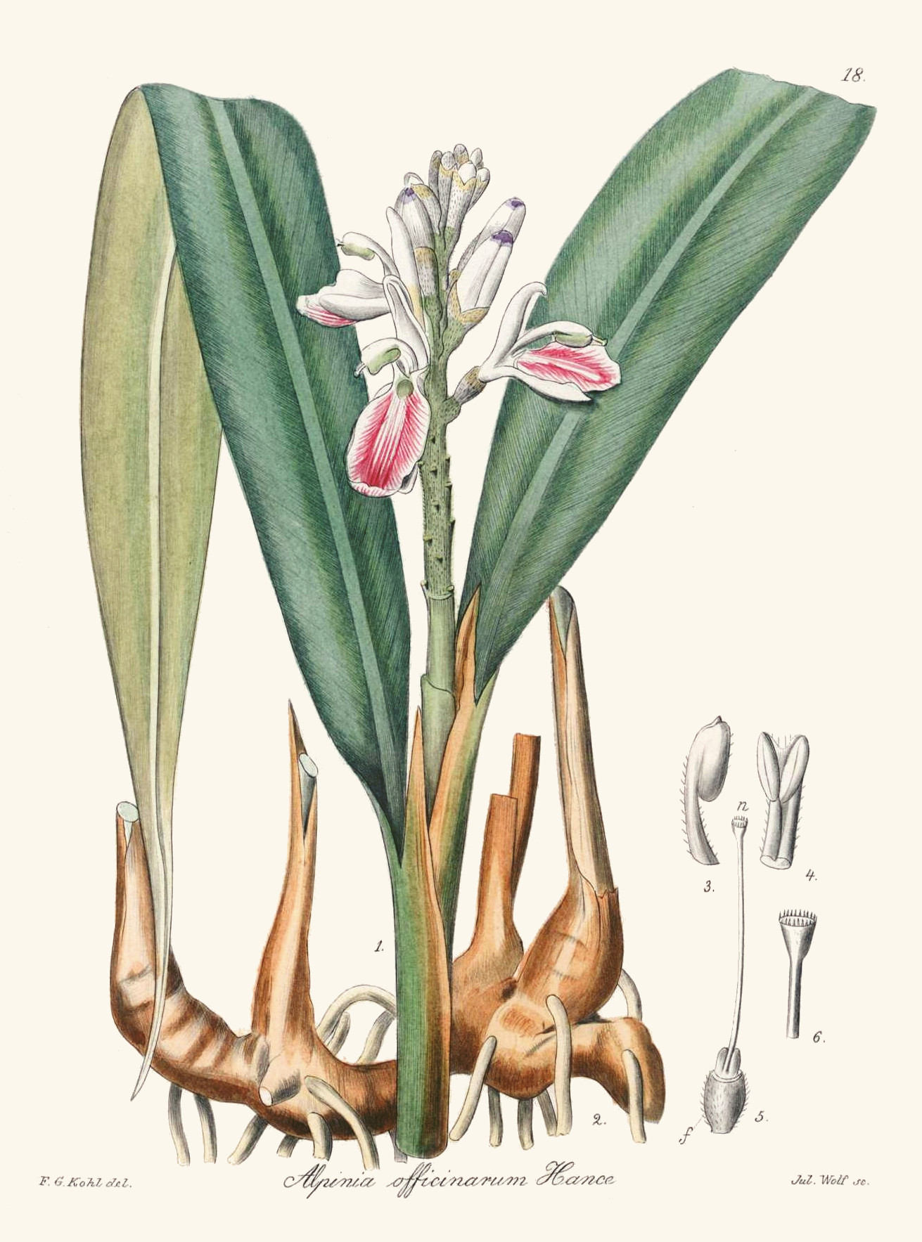 alpinia_officinarum.jpg
