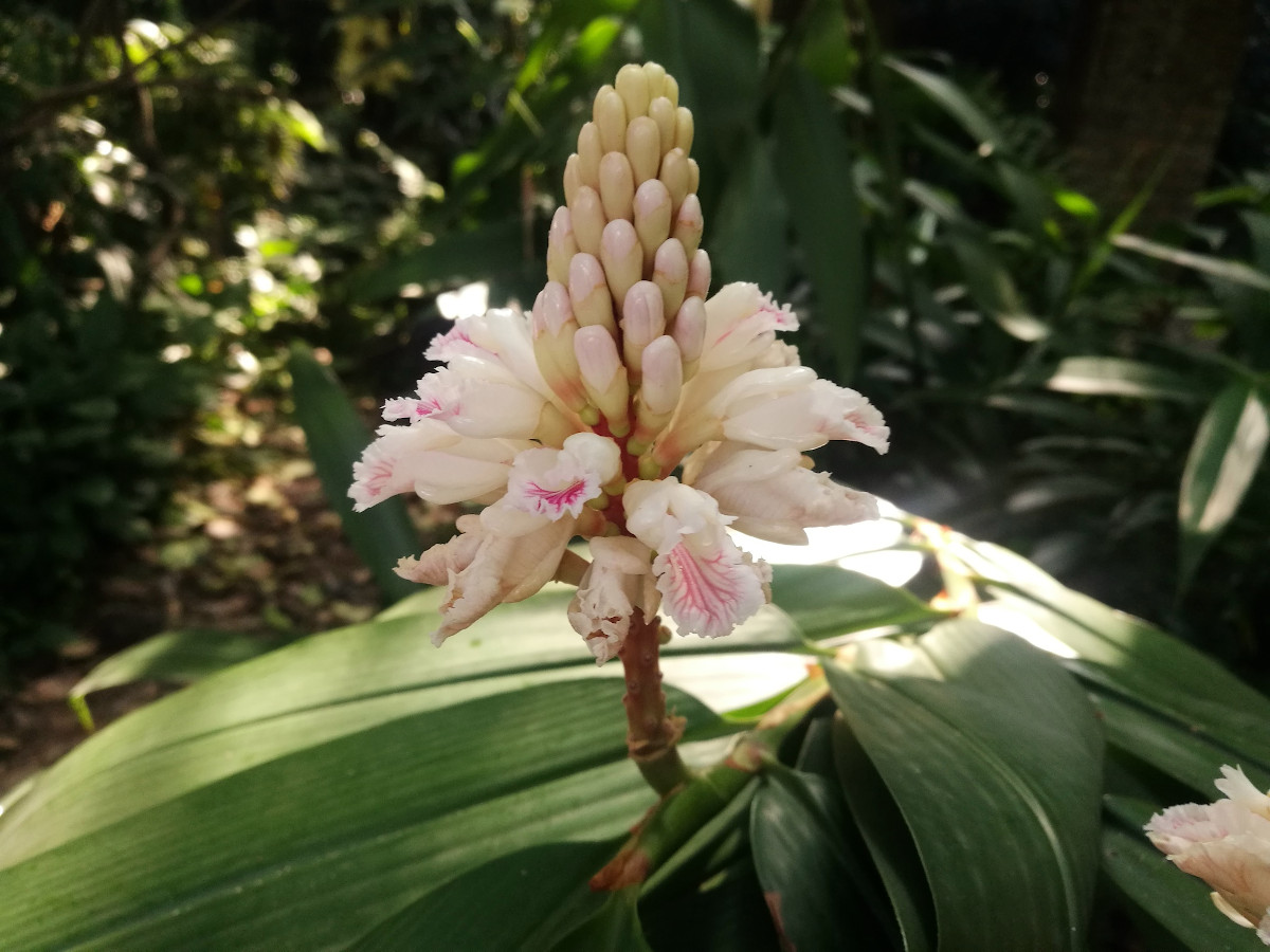 Alpinia oxyphylla