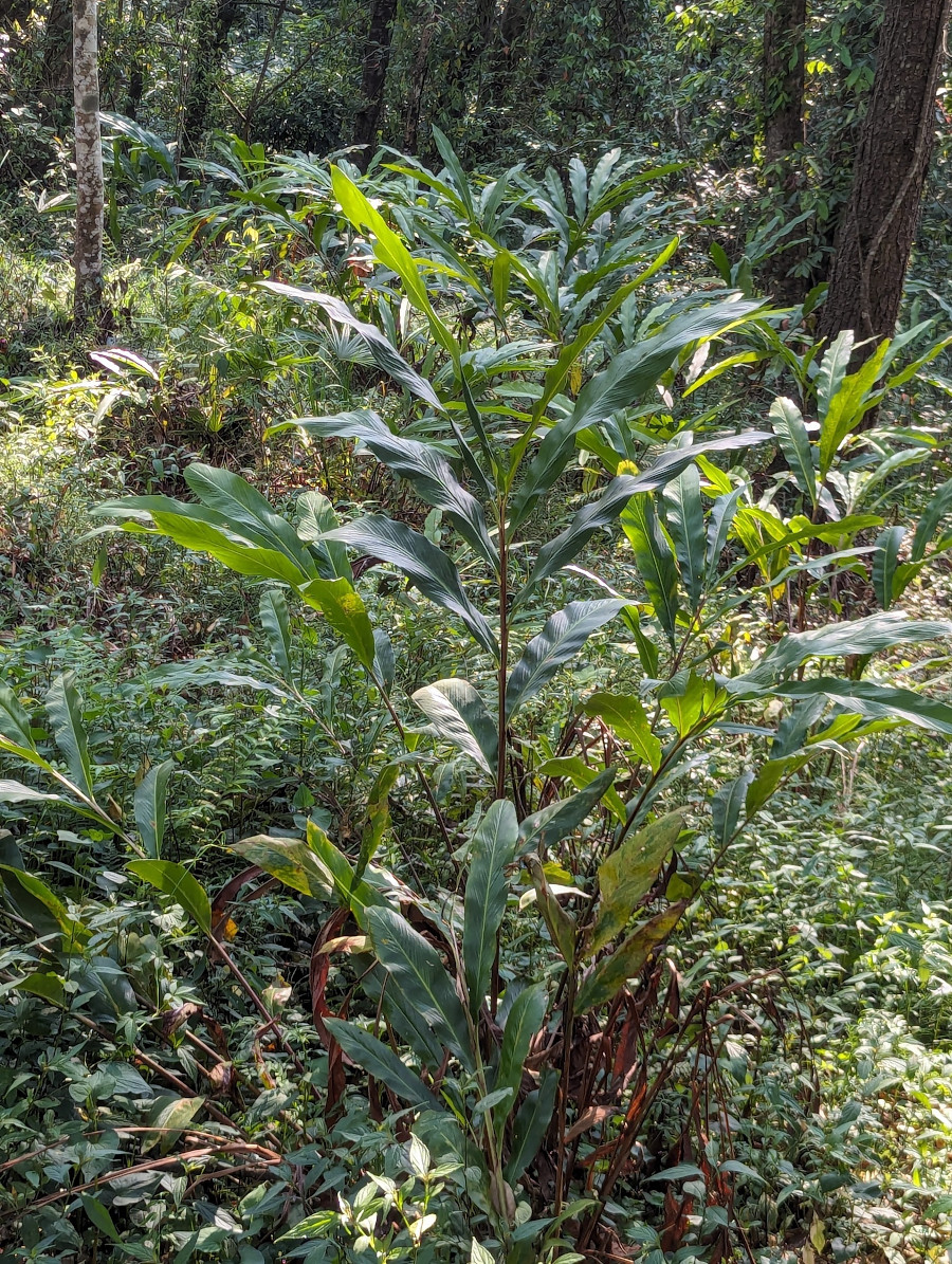 Amomum subulatum