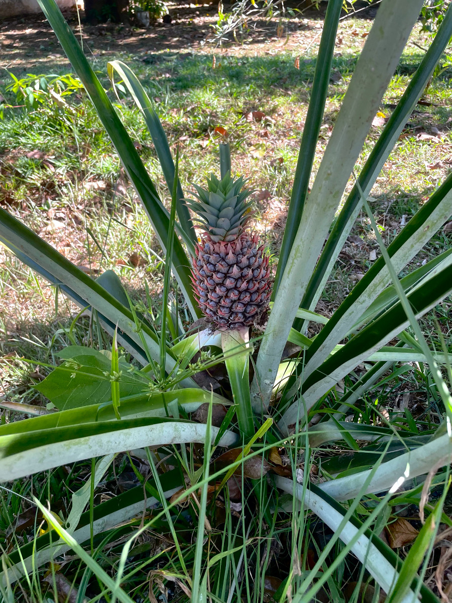 Ananas comosus