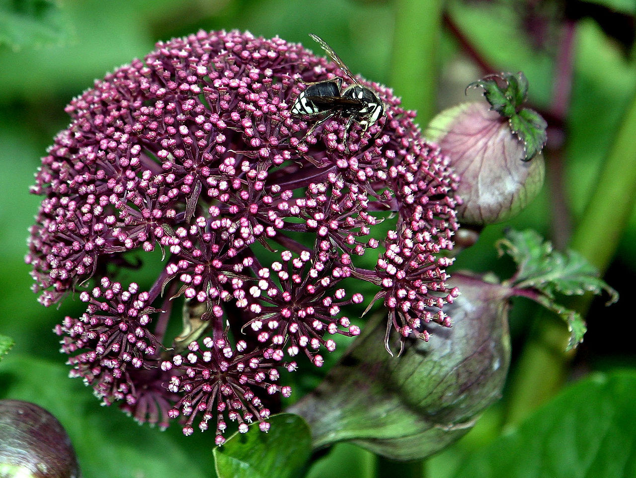 angelica_gigas.jpg