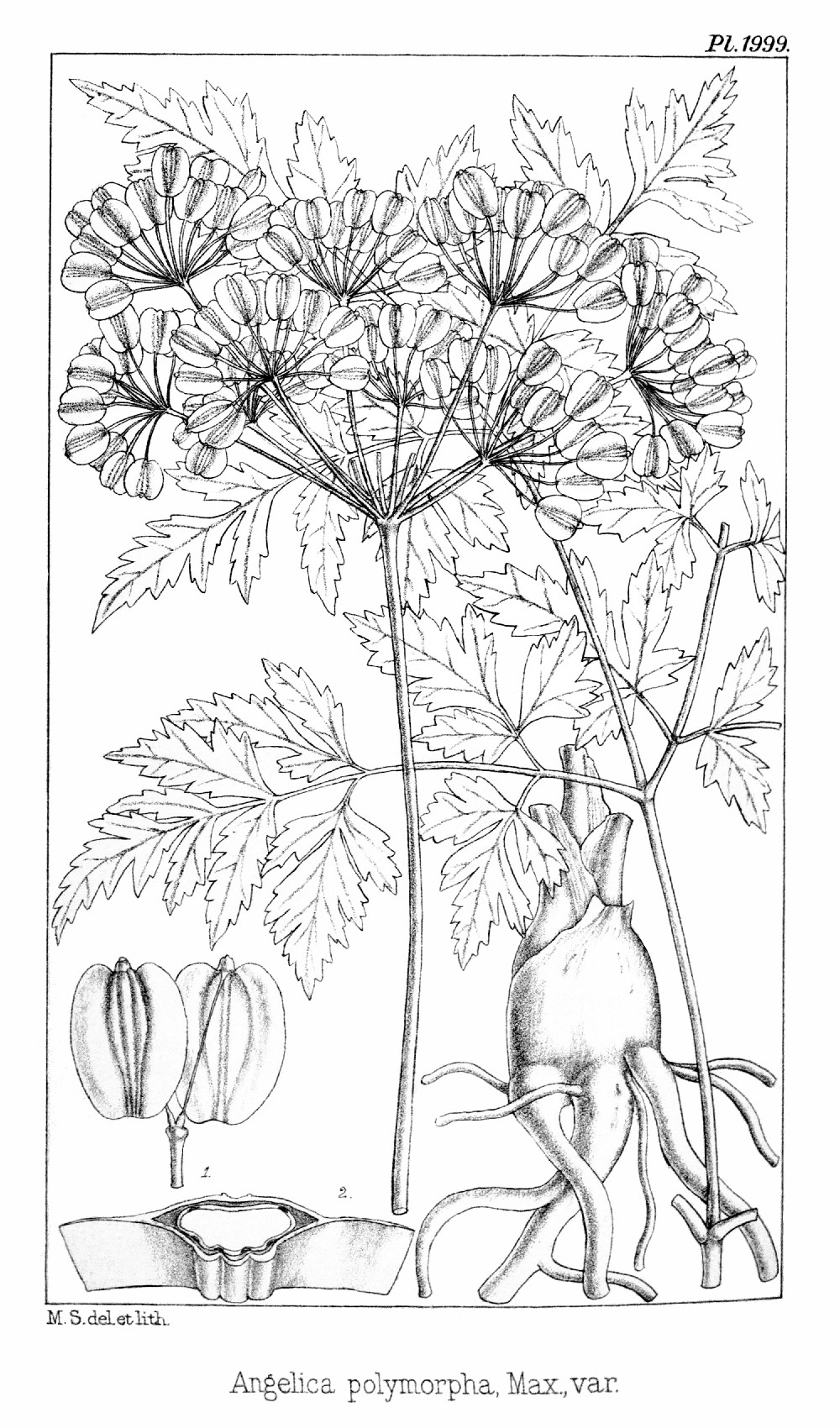 angelica_polymorpha.jpg