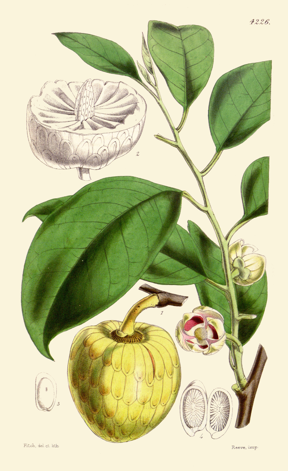 annona_glabra.jpg