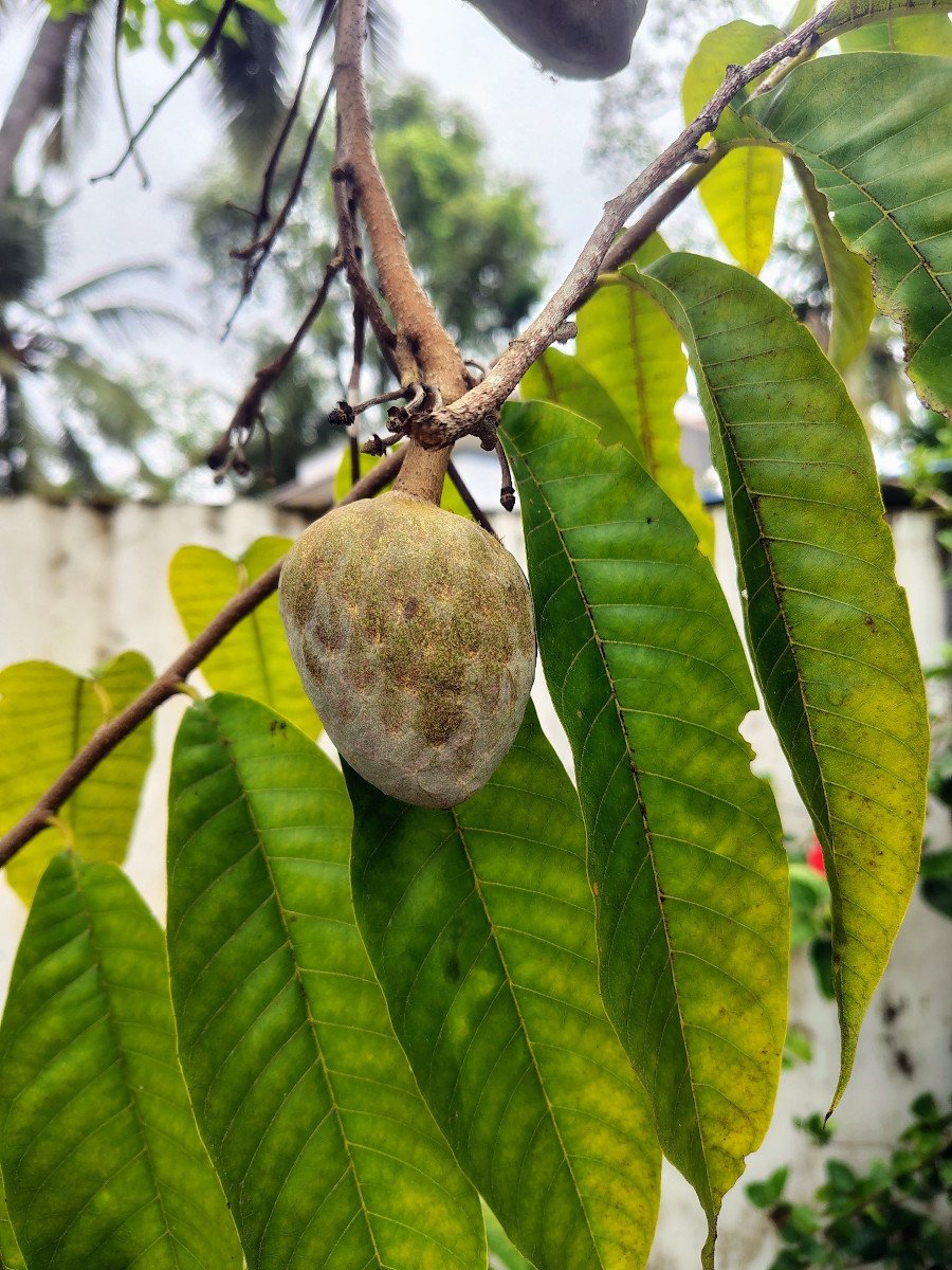 Annona reticulata