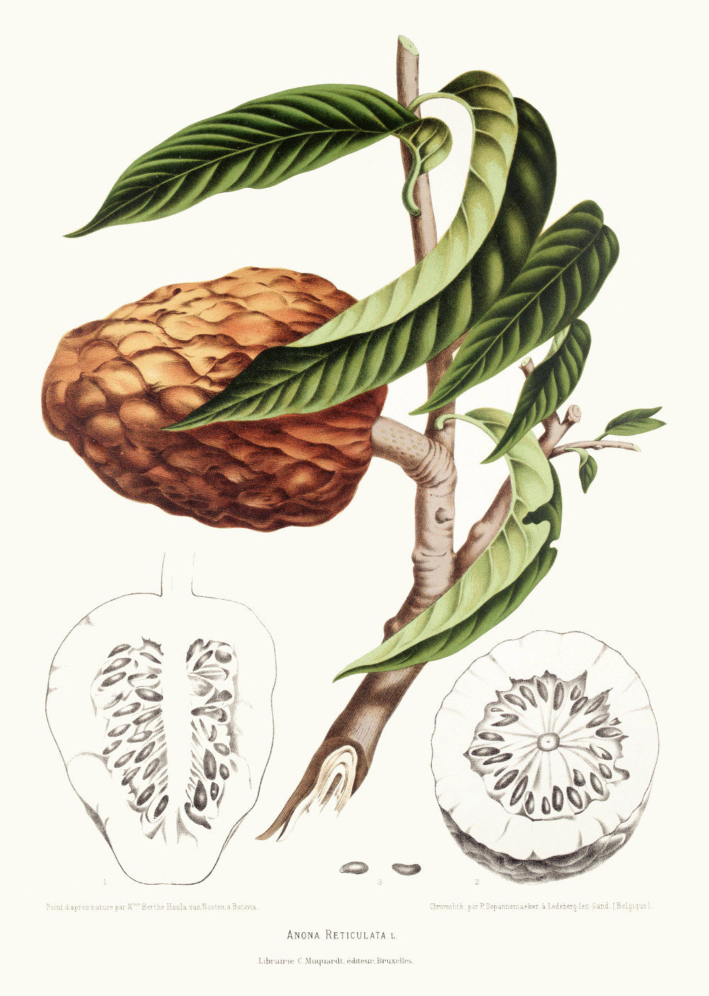 annona_reticulata.jpg