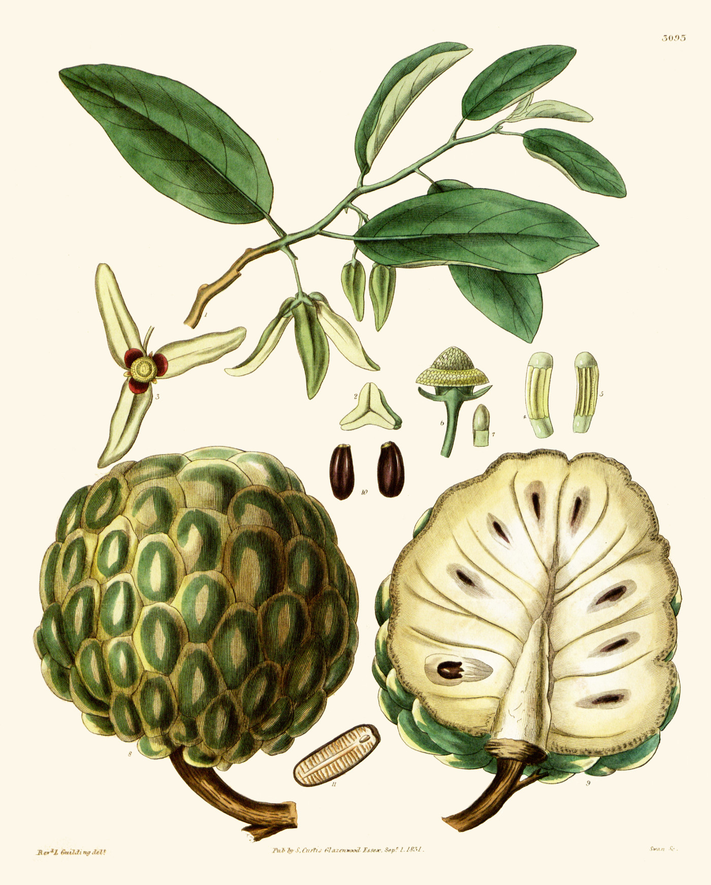 annona_squamosa.jpg