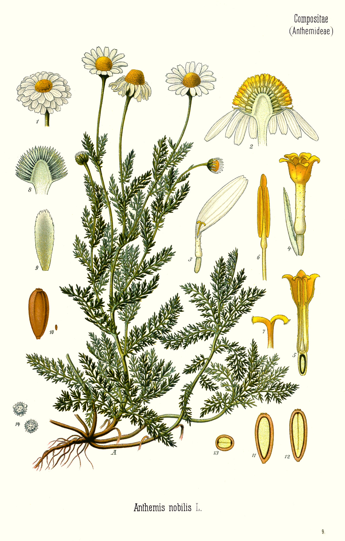 anthemis_nobilis.jpg