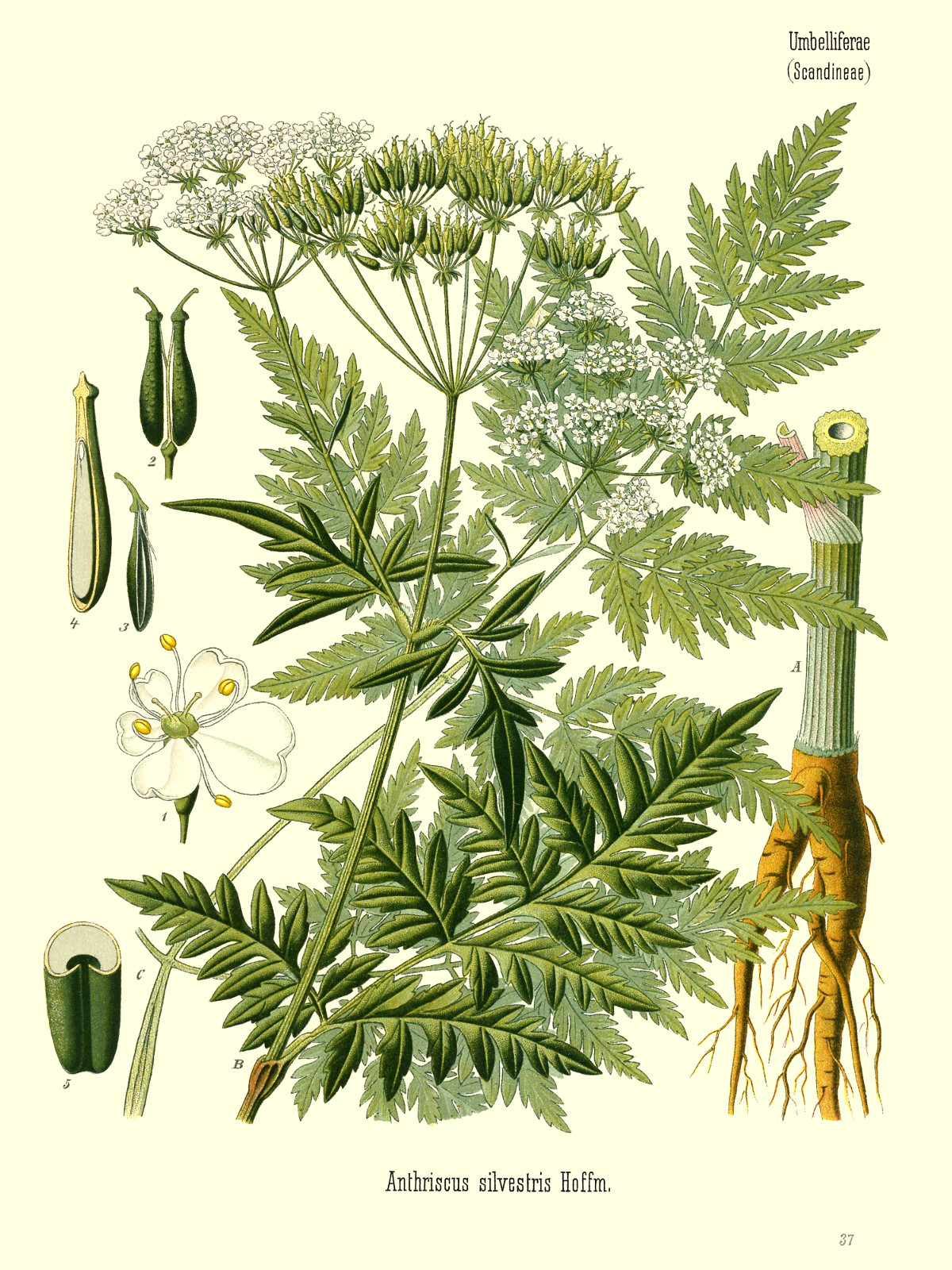 anthriscus_sylvestris.jpg