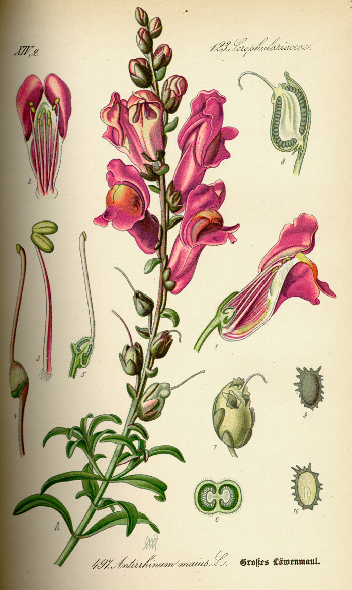 antirrhinum.jpg