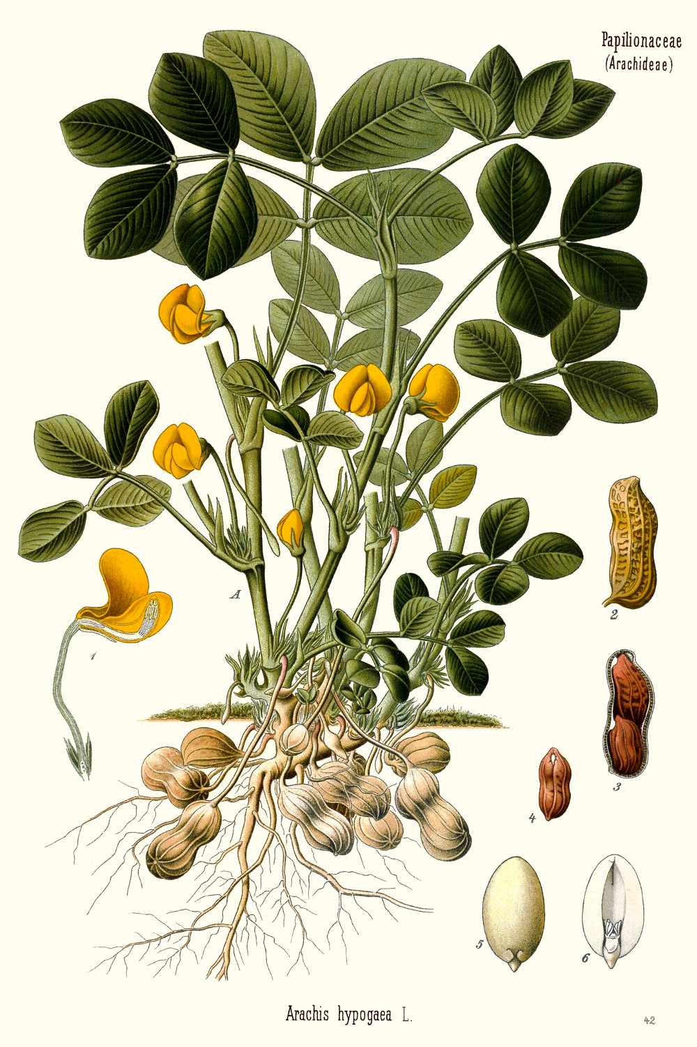 arachis_hypogaea.jpg