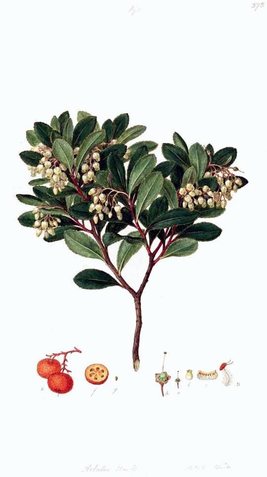 arbutus_unedo.jpg