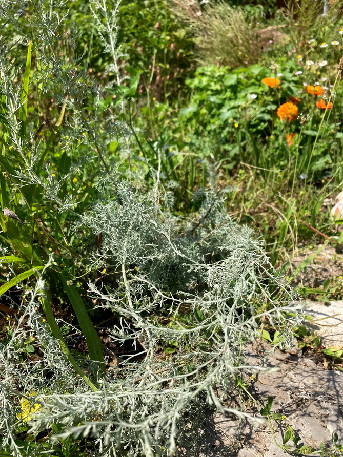 artemisia_frigida.jpg