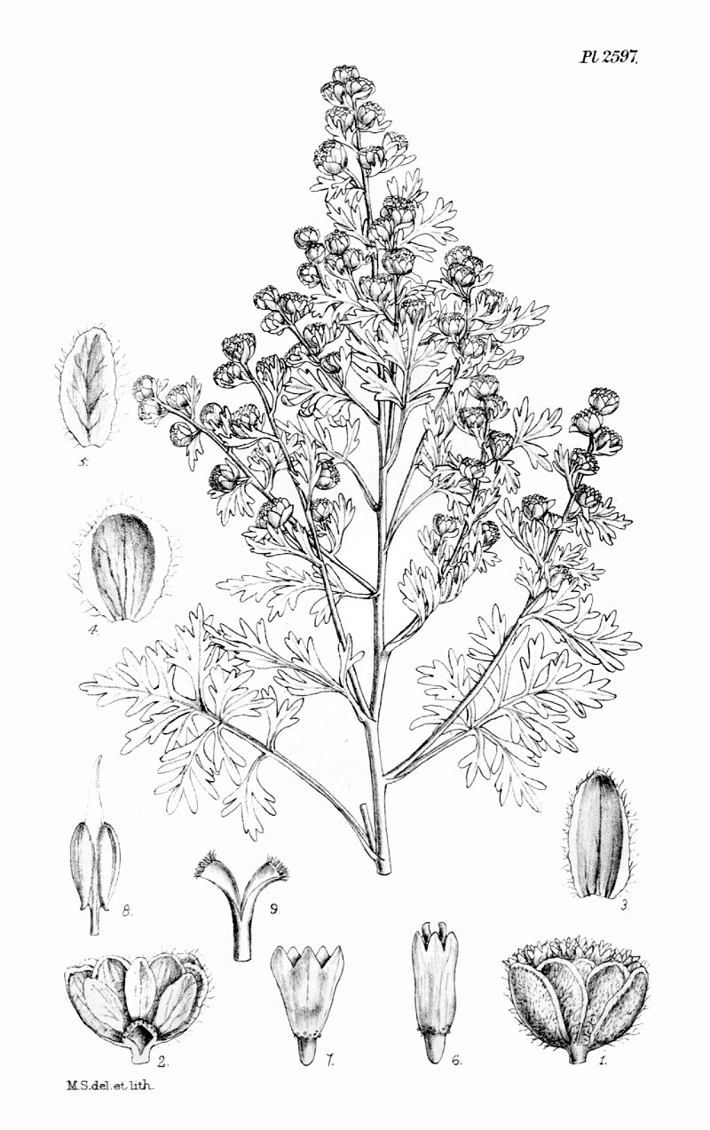 artemisia_pallens.jpg