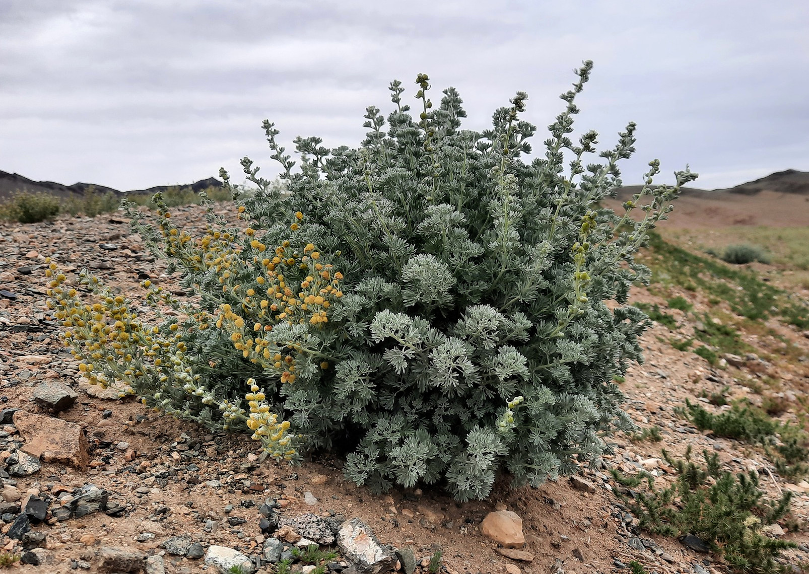 Artemisia rutifolia
