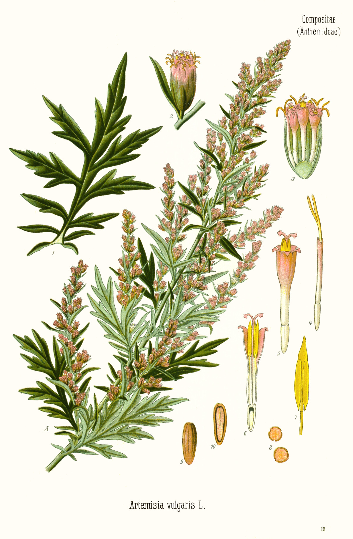 artemisia_vulgaris.jpg