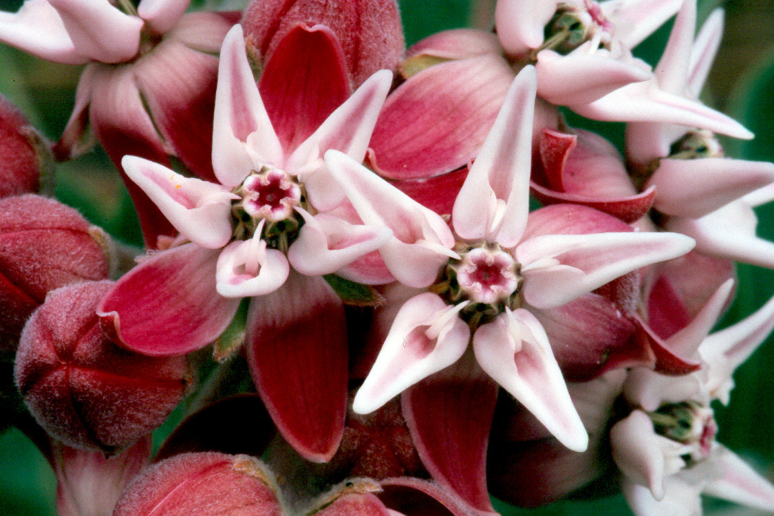 asclepias_speciosa.jpg