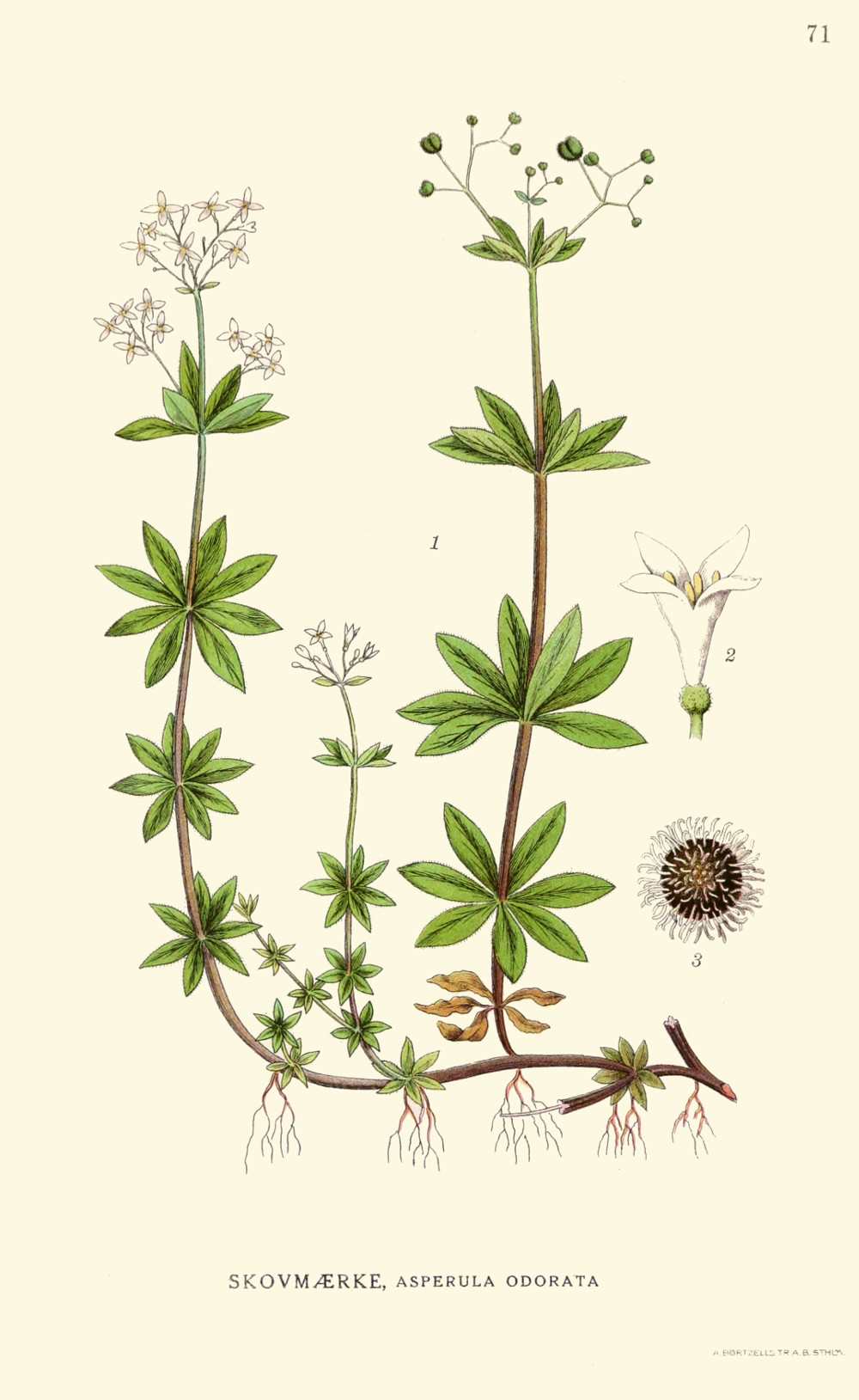 asperula_odorata.jpg