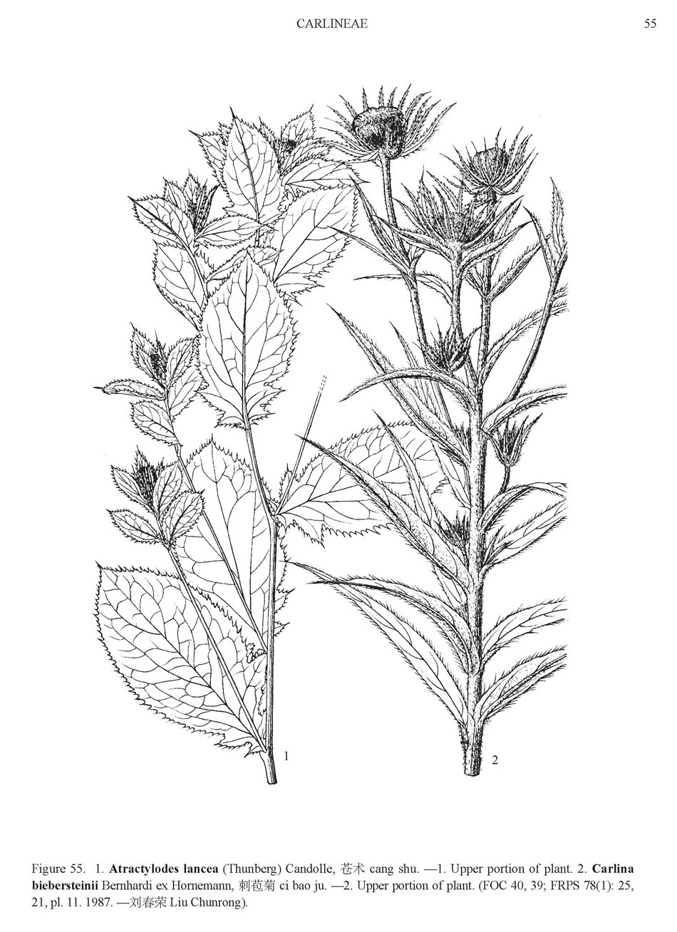 atractylodes_lancea.jpg