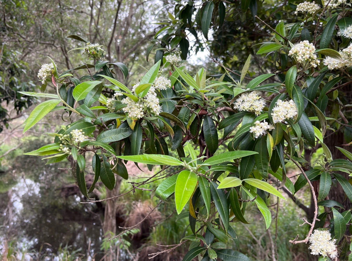 Backhousia citriodora
