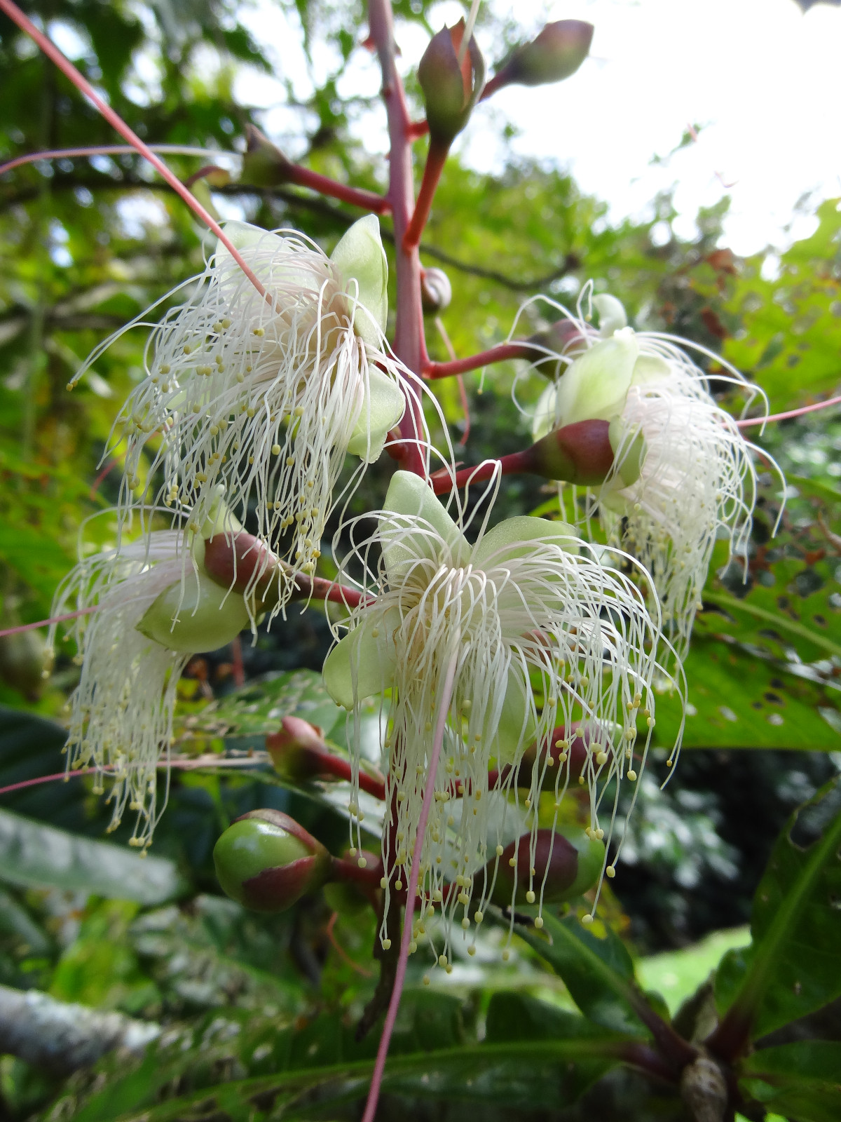 barringtonia_racemosa.jpg