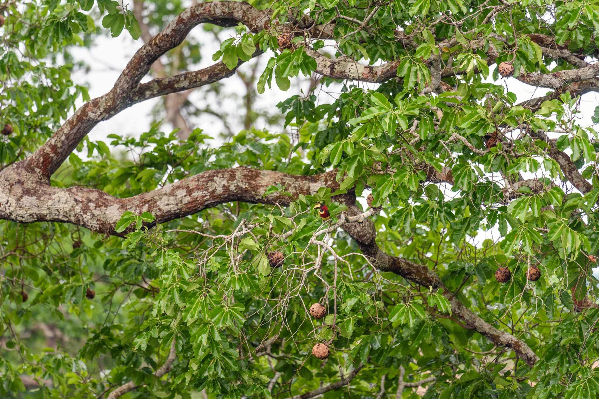 Bertholletia excelsa