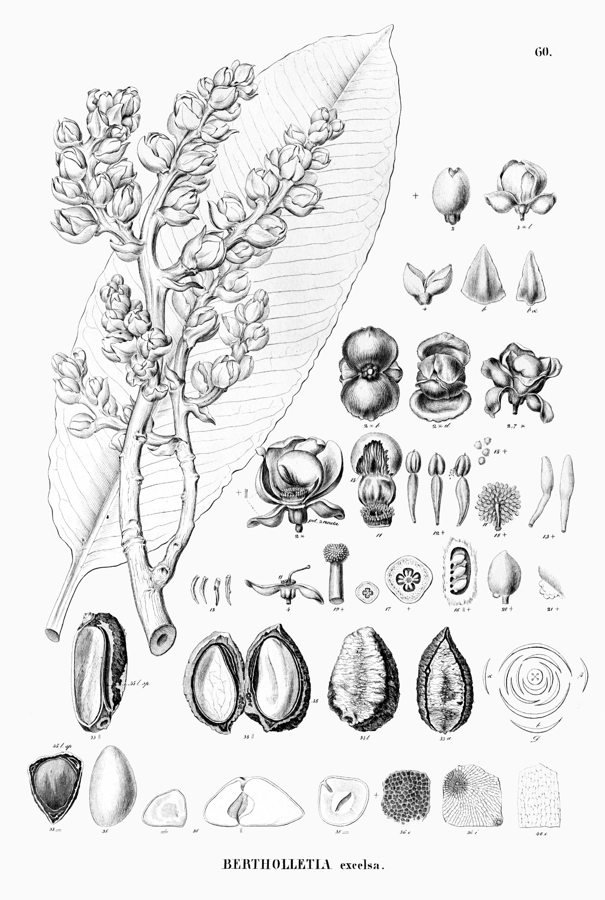 bertholletia_excelsa.jpg