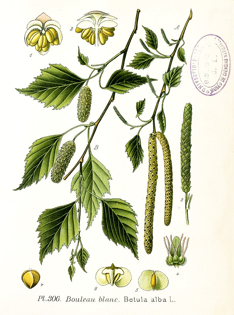 betula_alba.jpg