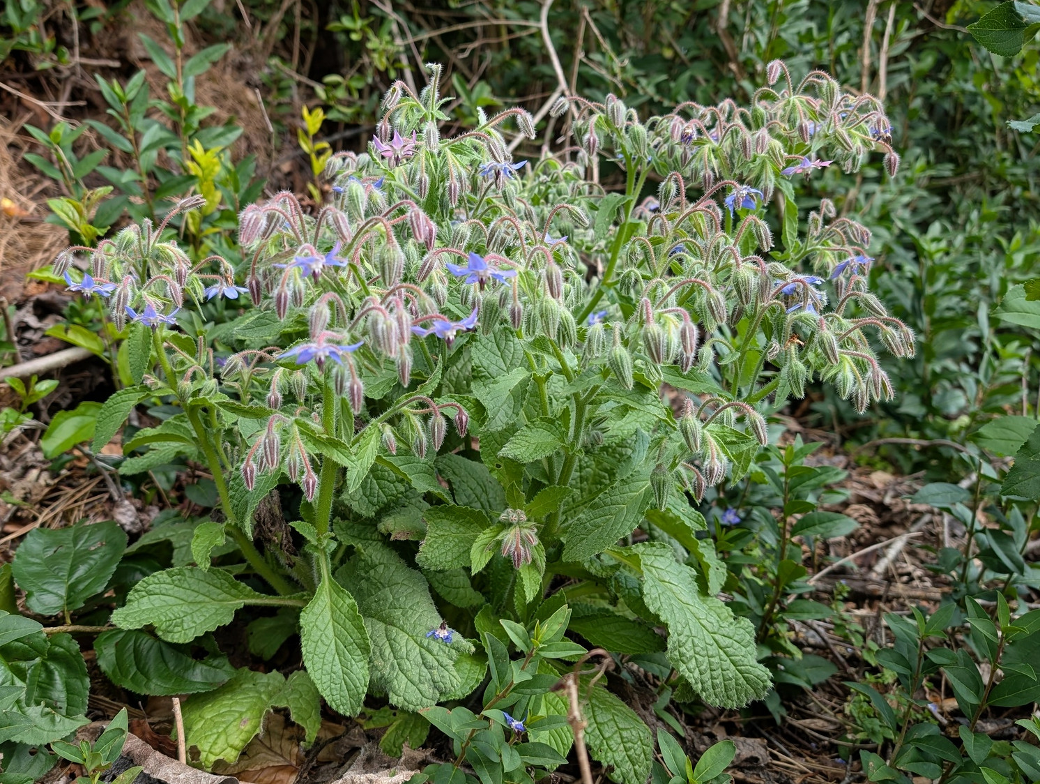 Borago officinalis